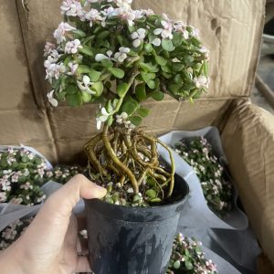 Chậu cây sen đá đô la hồng bonsai