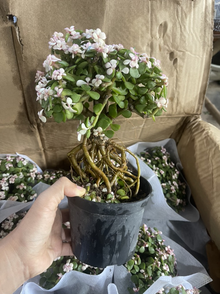 Chậu cây sen đá đô la hồng bonsai