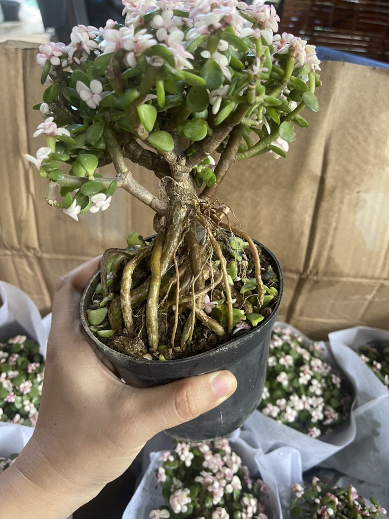 Chậu cây sen đá đô la hồng bonsai