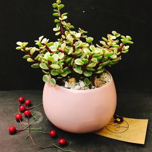 Châu cây sen đá Dolla hồng cẩm thạch bụi lớn