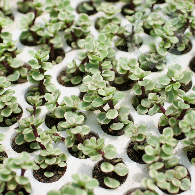 Châu cây sen đá Dolla hồng cẩm thạch bụi lớn