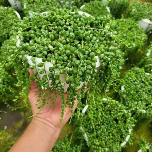 Cây sen đá giọt nước var