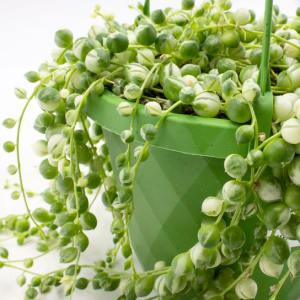 Cây sen đá giọt nước var