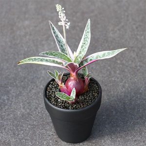 Sen đá hồ lô - Ledebouria Socialis