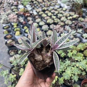 Sen đá hồ lô - Ledebouria Socialis