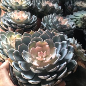 Cây sen đá hồng size lớn dễ trồng