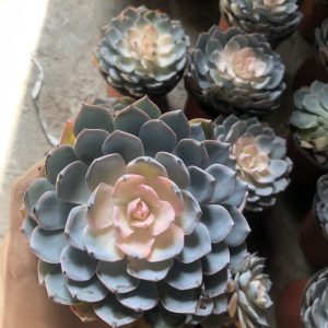 Cây sen đá hồng size lớn dễ trồng