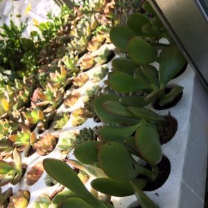 Combo 10 cây giống Sen Đá mix đủ 10 loại