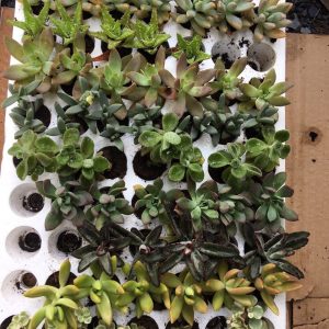 Combo 10 cây giống Sen Đá mix đủ 10 loại