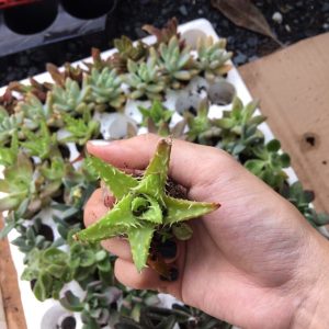 Combo 10 cây giống Sen Đá mix đủ 10 loại