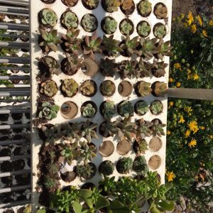 Combo 10 cây giống Sen Đá mix đủ 10 loại