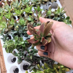 Combo 10 cây giống Sen Đá mix đủ 10 loại