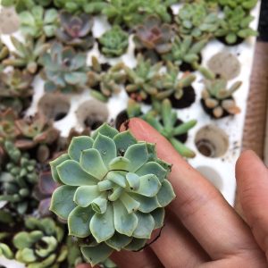 Combo 10 cây giống Sen Đá mix đủ 10 loại