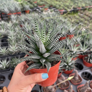 Sen đá móng rồng giống mới