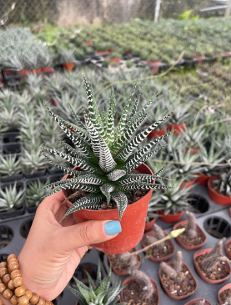 Sen đá móng rồng giống mới