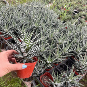 Sen đá móng rồng giống mới