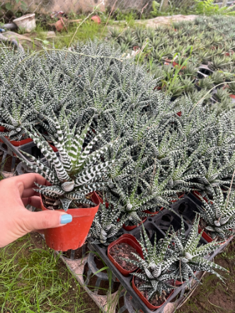 Sen đá móng rồng giống mới