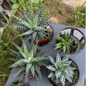 Sen đá móng rồng giống mới