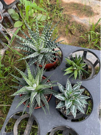 Sen đá móng rồng giống mới