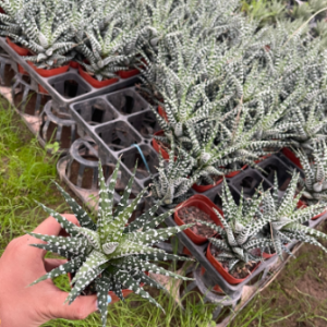 Sen đá móng rồng giống mới