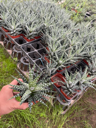 Sen đá móng rồng giống mới