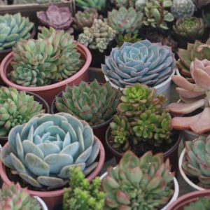 Gói 5  hạt giống Sen Đá Mỹ Mix Mini