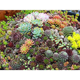 Gói 5  hạt giống Sen Đá Mỹ Mix Mini