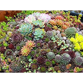 Gói 5  hạt giống Sen Đá Mỹ Mix Mini