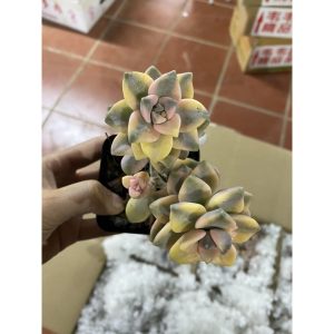 Cây giống sen đá nâu var - Graptoveria Titubans Variegated