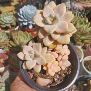 Cây giống sen đá nâu var - Graptoveria Titubans Variegated