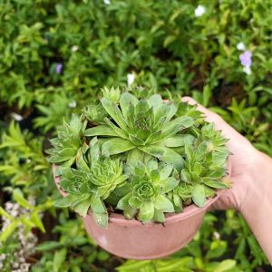 Cây sen đá phật bà mang lại may mắn cho gia chủ.