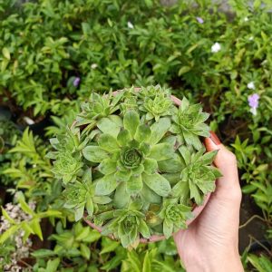 Cây sen đá phật bà mang lại may mắn cho gia chủ.