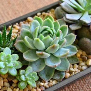 Combo 10 sen đá mini