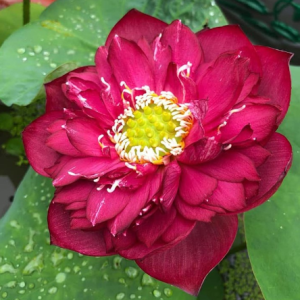 Chậu sen đỏ phượng hoàng - Red Pheonix