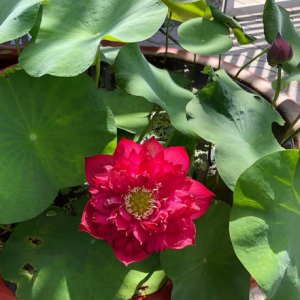 Chậu sen đỏ phượng hoàng - Red Pheonix