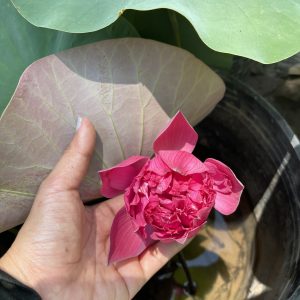 Chậu sen đỏ phượng hoàng - Red Pheonix