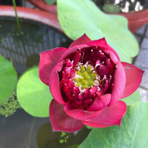 Chậu sen đỏ phượng hoàng - Red Pheonix