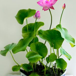 Gói 5 Hạt Giống Hoa Sen Nhật Mini mix Nhiều Màu - hạt mới nảy mầm cực chuẩn - kèm hướng dẫn trồng - NanuSeeds - Thế Giới Rau Mầm shop