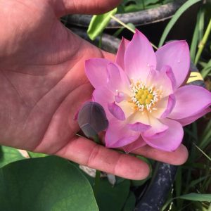 Gói 5 hạt giống sen mini Nhật màu HỒNG ĐẬM