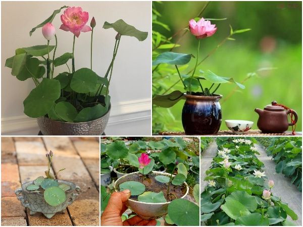 Gói 5 Hạt Giống Hoa Sen Nhật Mini mix Nhiều Màu - hạt mới nảy mầm cực chuẩn - kèm hướng dẫn trồng - NanuSeeds - Thế Giới Rau Mầm shop