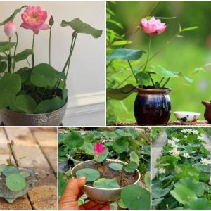 Gói 5 hạt giống sen mini nhật Mix màu