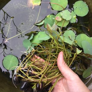 Cây giống sen mini Nhật trồng ổn định đã cho lá non và nhiều rễ