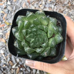 Sen ngọc (Sen đá kim cương)