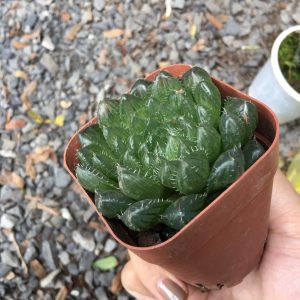 Sen ngọc (Sen đá kim cương)