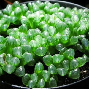 Sen ngọc (Sen đá kim cương)