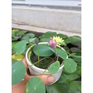 Gói 5 hạt giống sen mini Nhật màu TRẮNG