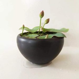 Gói 5 hạt giống sen mini Nhật màu XANH DƯƠNG