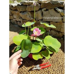 Gói 5 hạt giống sen mini Nhật màu HỒNG NHẠT