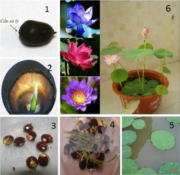 Gói 5 Hạt Giống Hoa Sen Nhật Mini mix Nhiều Màu - hạt mới nảy mầm cực chuẩn - kèm hướng dẫn trồng - NanuSeeds - Thế Giới Rau Mầm shop