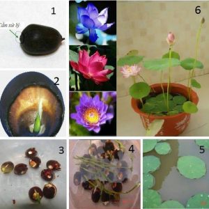 Gói 5 hạt giống sen mini nhật Mix màu